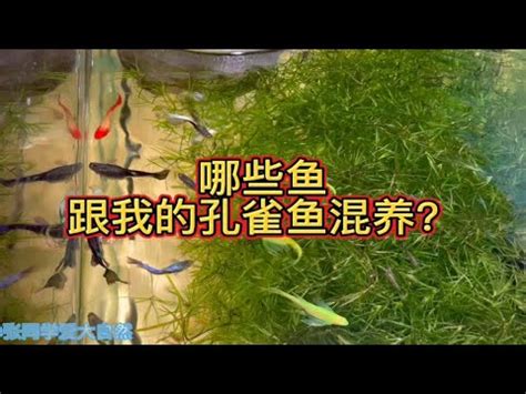 混養魚|孔雀魚混養指南：與哪些觀賞魚相處融洽？ 